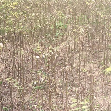 黄柏苗，苗粗壮根系多成活率高有需要的联系