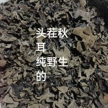寒冷地区产的秋木耳，肉厚，口感好