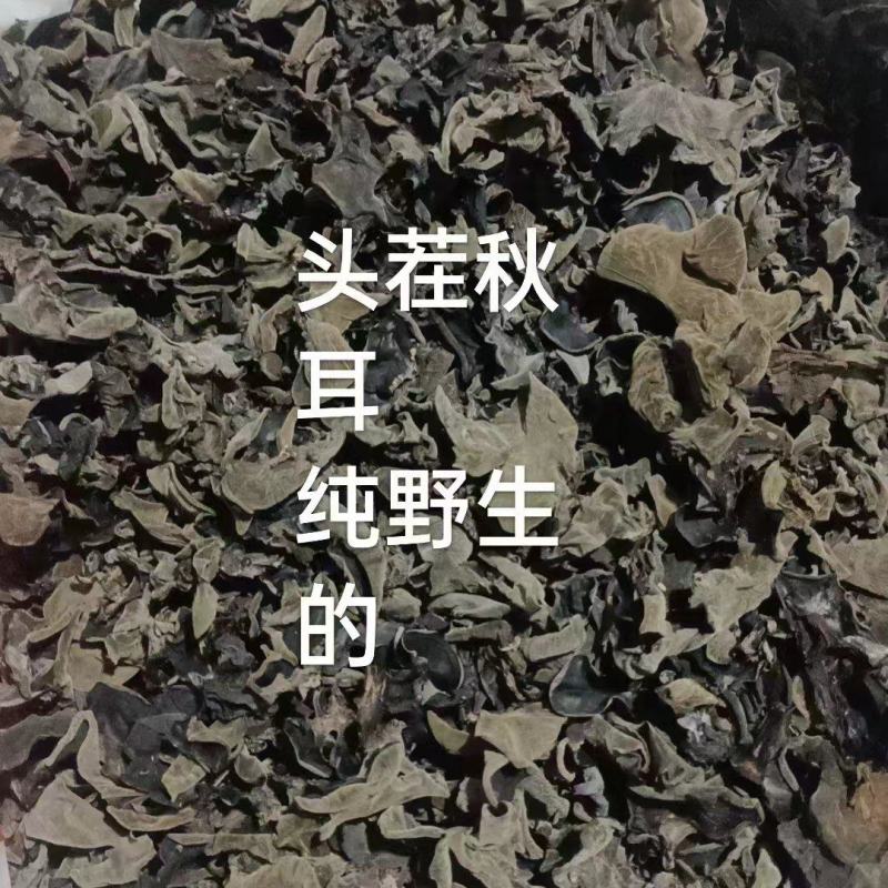 寒冷地区产的秋木耳，肉厚，口感好