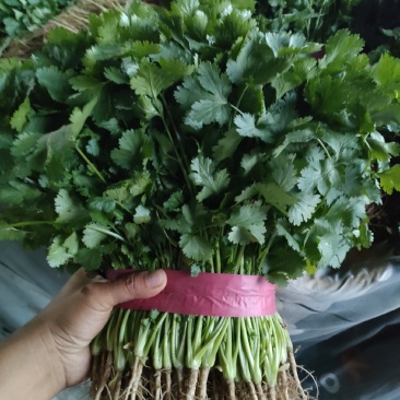 精品香菜产地一手货源诚信代办保质保量！