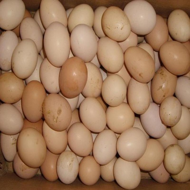 农家白凤土鸡蛋散养粉壳蛋壳厚蛋香蛋优价美