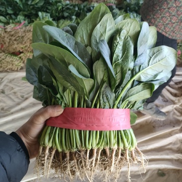 精品万亩菠菜,产地发货对接全国,保质保量视频看货