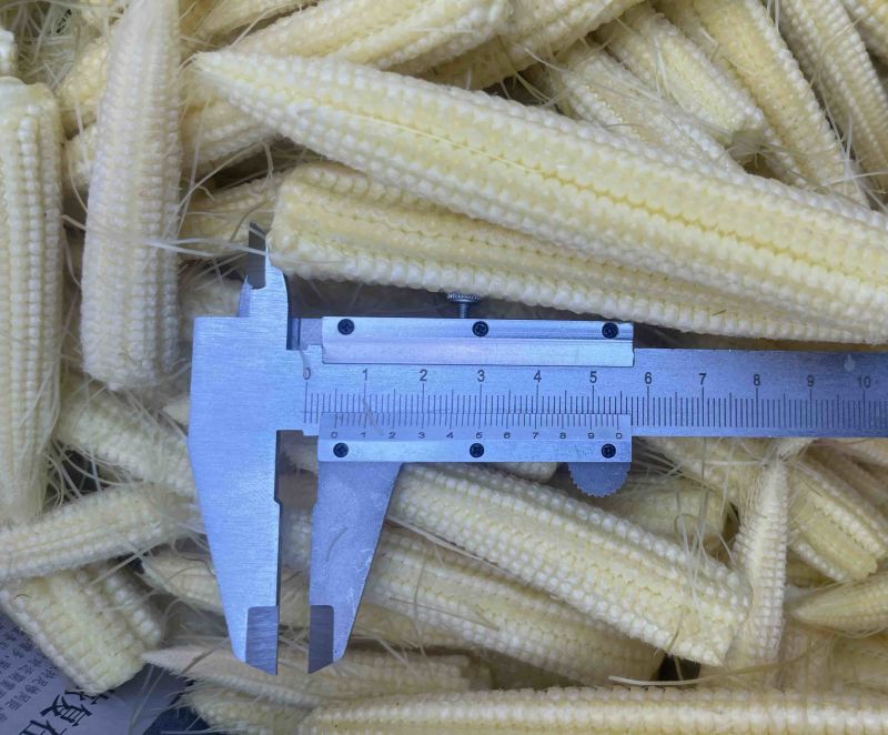 玉米笋大量供量，固定供货。