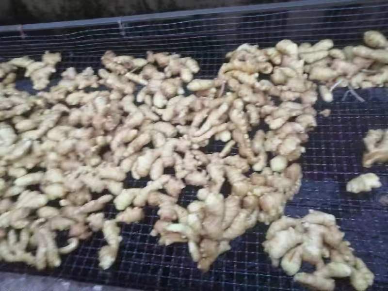 昌邑大姜大量上市对接商超批发市场欢迎来电视频看货