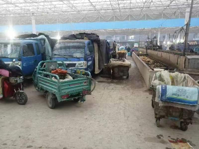 昌邑大姜大量上市对接商超批发市场欢迎来电视频看货