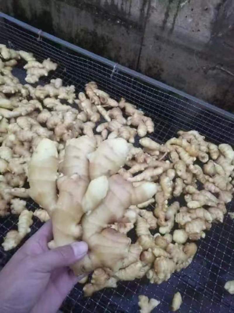 昌邑大姜大量上市对接商超批发市场欢迎来电视频看货