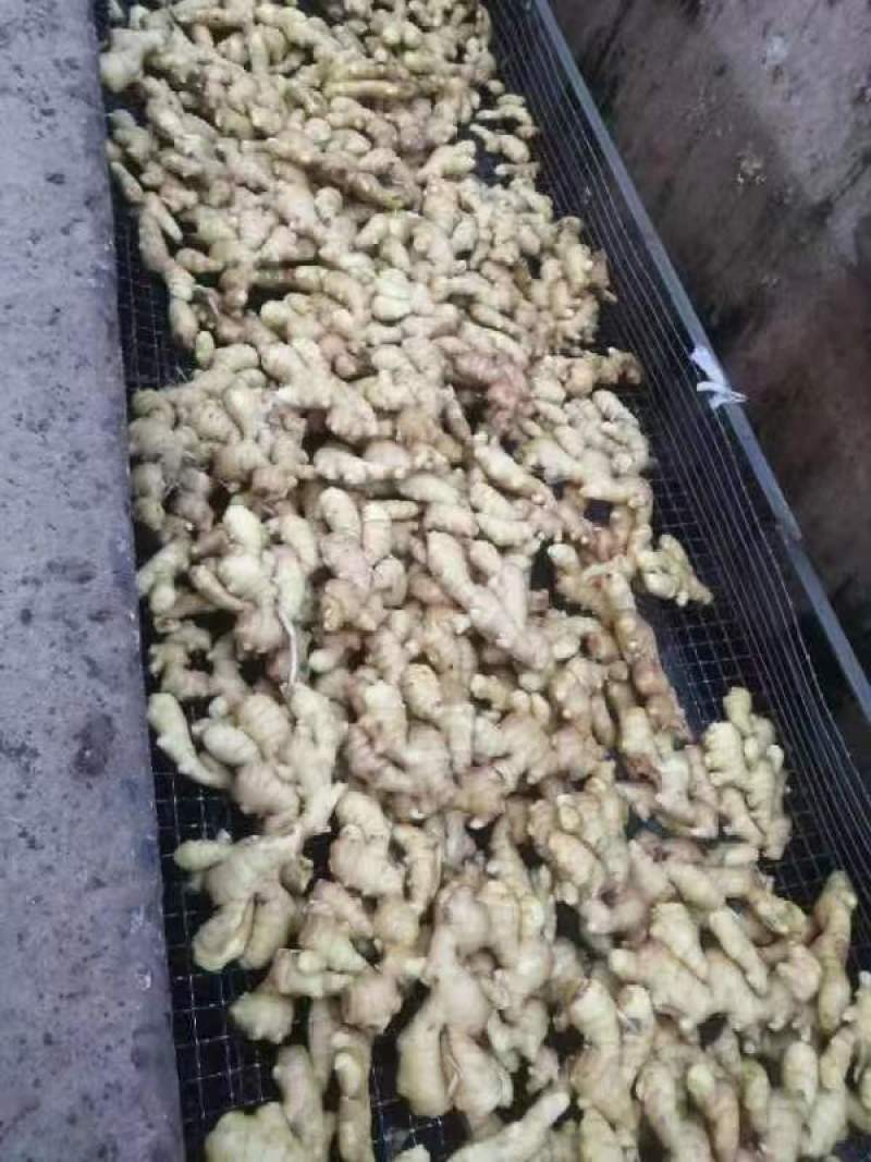 昌邑大姜大量上市对接商超批发市场欢迎来电视频看货