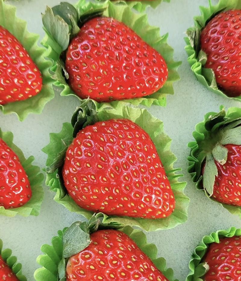 【优选商家】丹东红颜草莓🍓果型饱满香甜可口货源充足