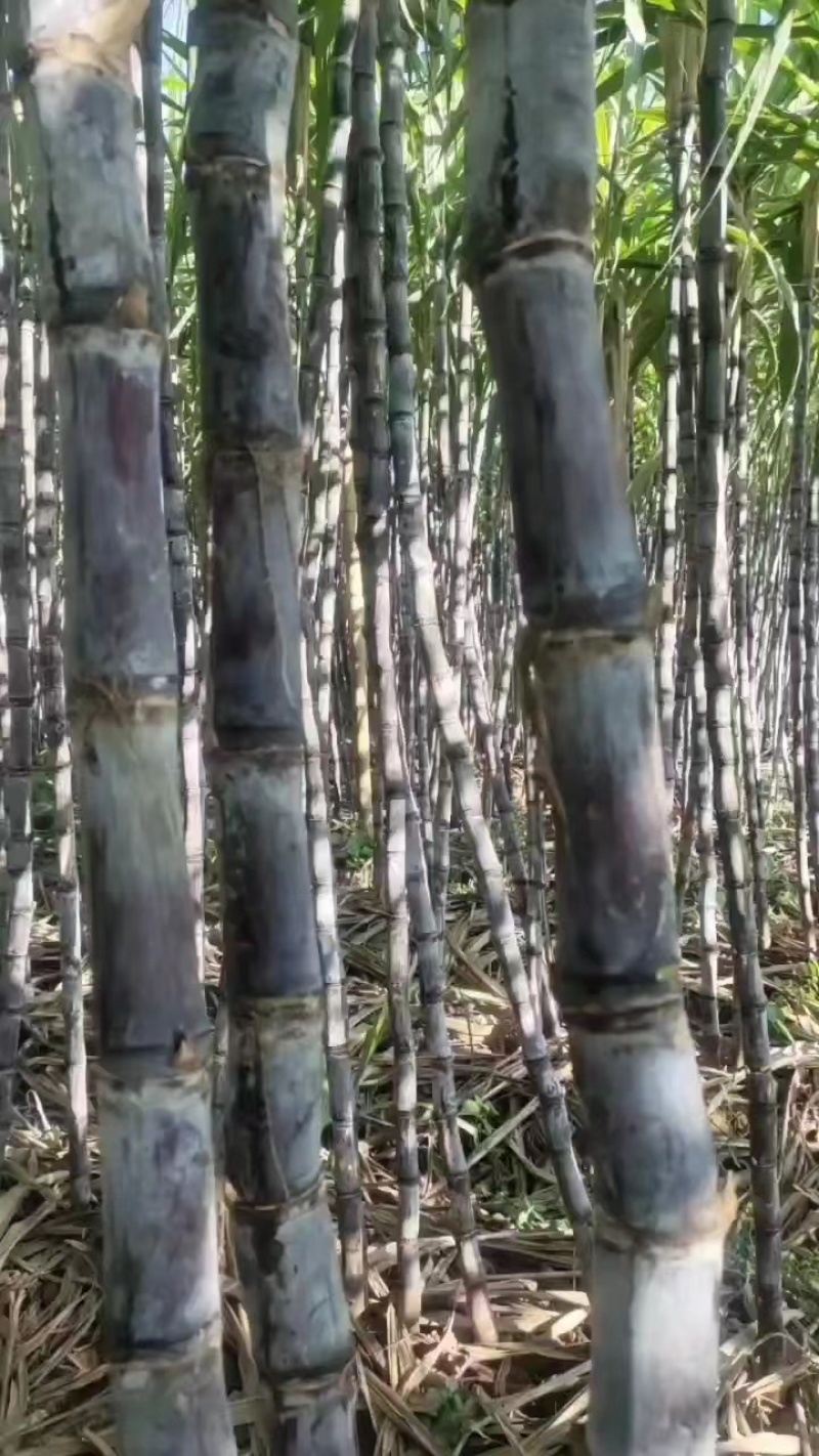 【优选】云南黑皮甘蔗-产地直供-品质保证-诚信可优惠