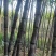 【优选】云南黑皮甘蔗-产地直供-品质保证-诚信可优惠