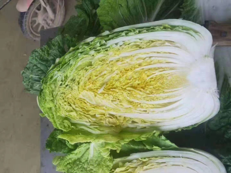 东台市黄心白菜，百亩基地，整车供应，欢迎各位客户前来洽谈