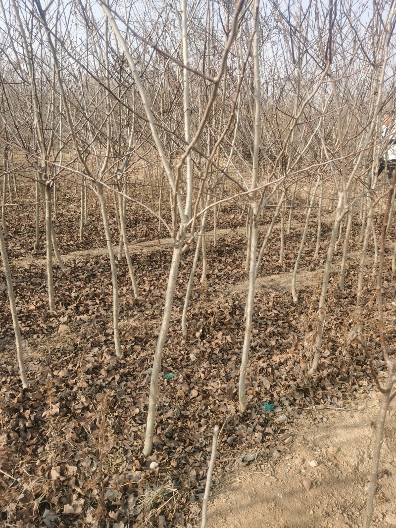 山楂树苗3公分大金星山楂树价格山楂小苗