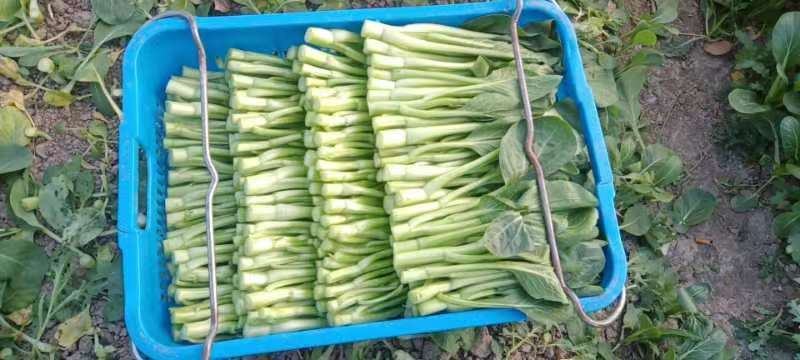 精品菜苔批发，浙江基地一手货源，新鲜保质，现摘现发欢迎来电