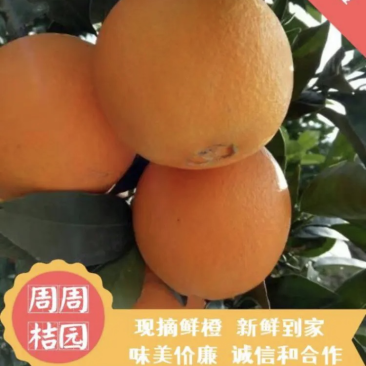 纽荷尔脐橙，看园定货，鲜货现摘，一手货源，货源充足。