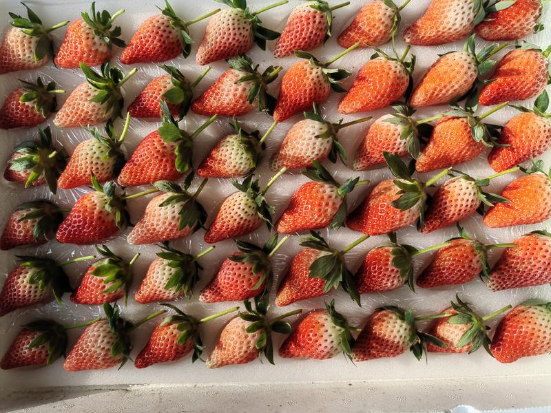 草莓甜宝现摘糖度高批量订货