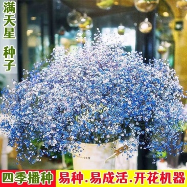 室内观赏满天星盆栽种子四季开花阳台庭院麦蓝菜易养植物草花