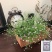 室内观赏满天星盆栽种子四季开花阳台庭院麦蓝菜易养植物草花