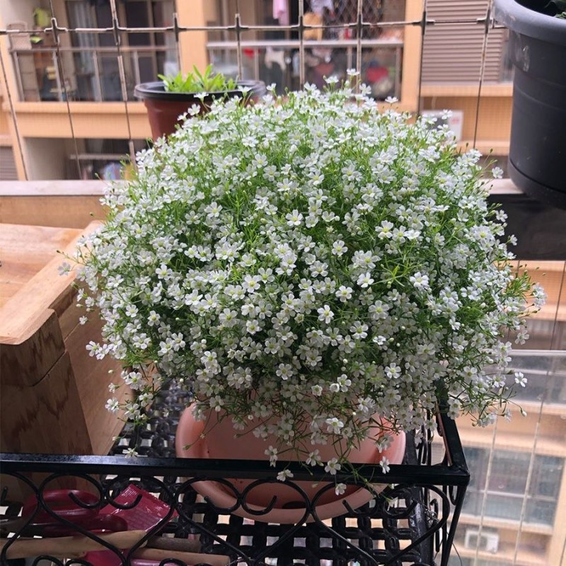 室内观赏满天星盆栽种子四季开花阳台庭院麦蓝菜易养植物草花
