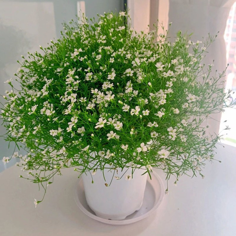 室内观赏满天星盆栽种子四季开花阳台庭院麦蓝菜易养植物草花