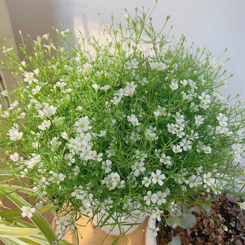 室内观赏满天星盆栽种子四季开花阳台庭院麦蓝菜易养植物草花