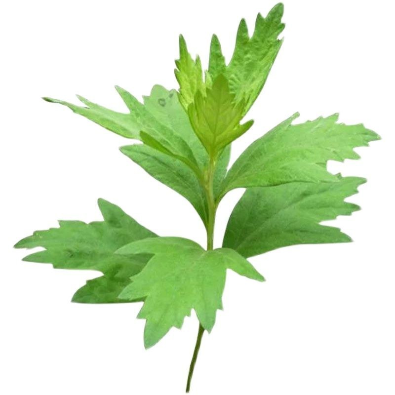 艾草种子食用药用驱蚊草艾叶种籽野生大小叶艾蒿青蒿种植四季