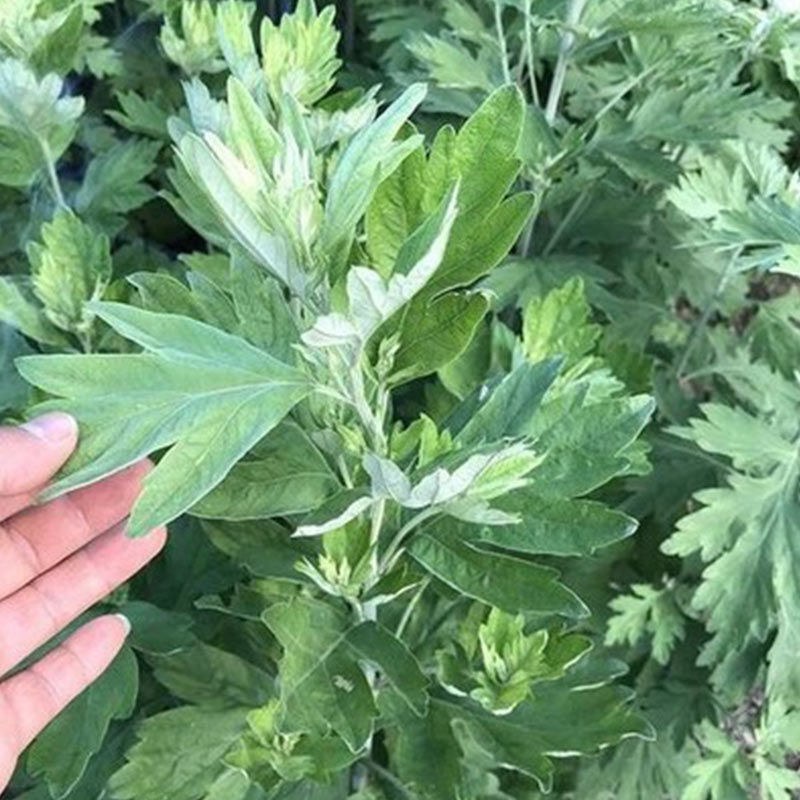 艾草种子食用药用驱蚊草艾叶种籽野生大小叶艾蒿青蒿种植四季
