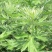 艾草种子食用药用驱蚊草艾叶种籽野生大小叶艾蒿青蒿种植四季