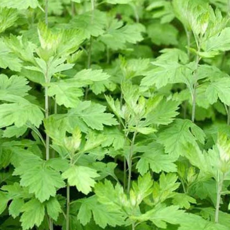 艾草种子食用药用驱蚊草艾叶种籽野生大小叶艾蒿青蒿种植四季