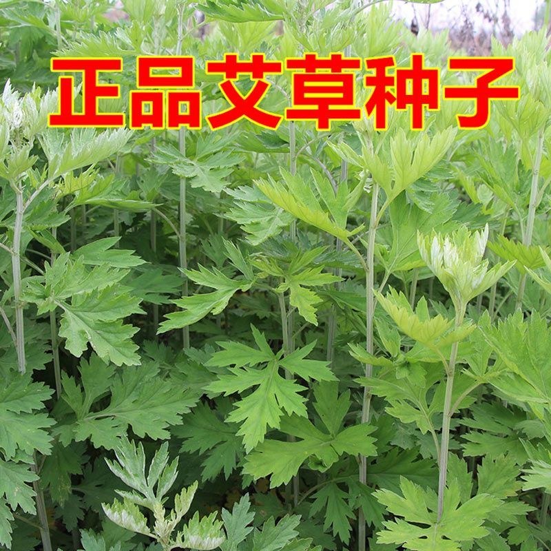 艾草种子食用药用驱蚊草艾叶种籽野生大小叶艾蒿青蒿种植四季