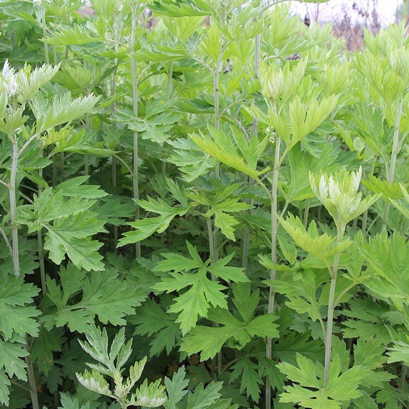 艾草种子食用药用驱蚊草艾叶种籽野生大小叶艾蒿青蒿种植四季