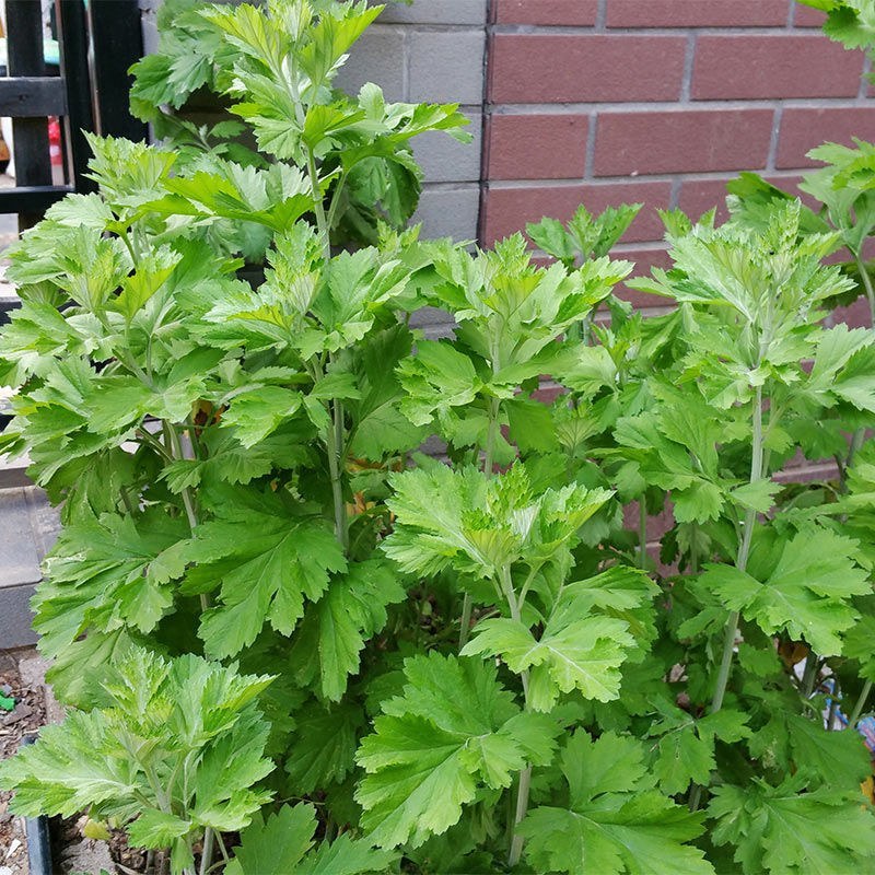 艾草种子食用药用驱蚊草艾叶种籽野生大小叶艾蒿青蒿种植四季