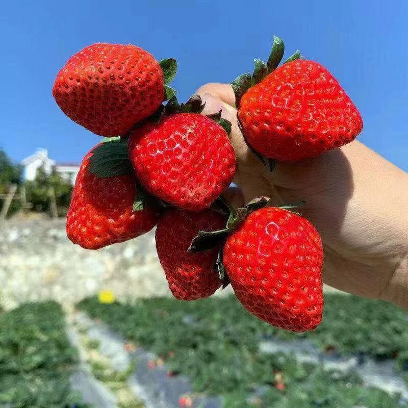 草莓黔莓一号大凉山冬季露天种植一手货源产地直发电联