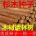 速生杉木种子出售新采林木树种杉木种子杉树刺杉香杉四季可播