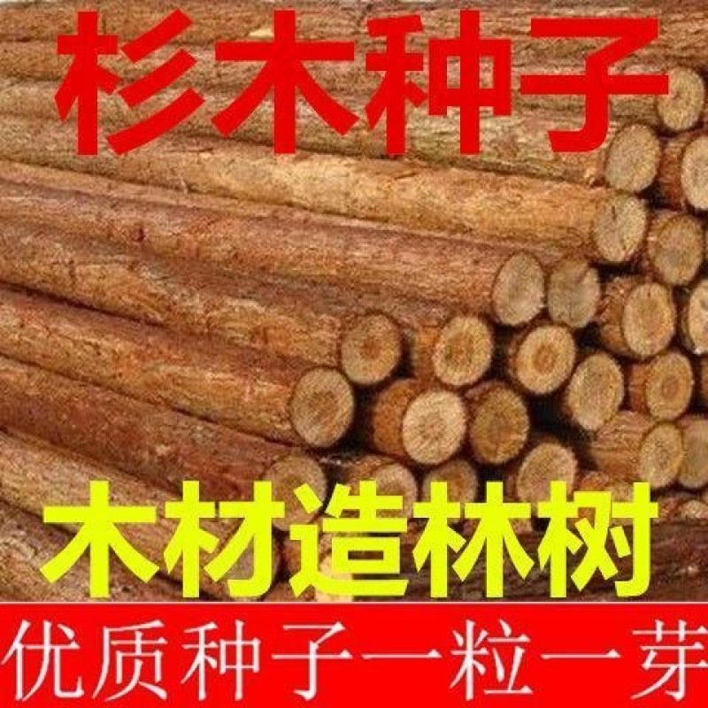 速生杉木种子出售新采林木树种杉木种子杉树刺杉香杉四季可播