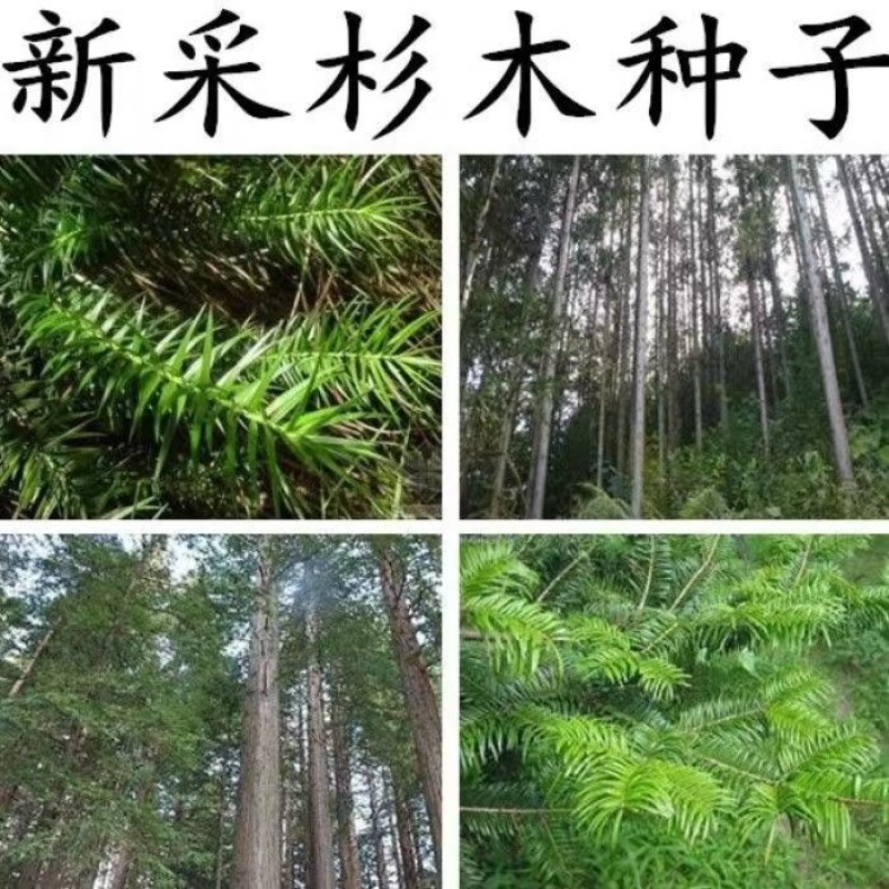 速生杉木种子出售新采林木树种杉木种子杉树刺杉香杉四季可播
