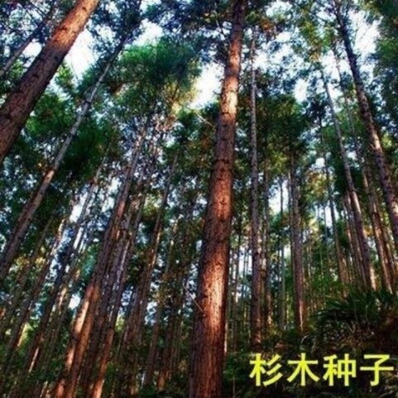 速生杉木种子出售新采林木树种杉木种子杉树刺杉香杉四季可播