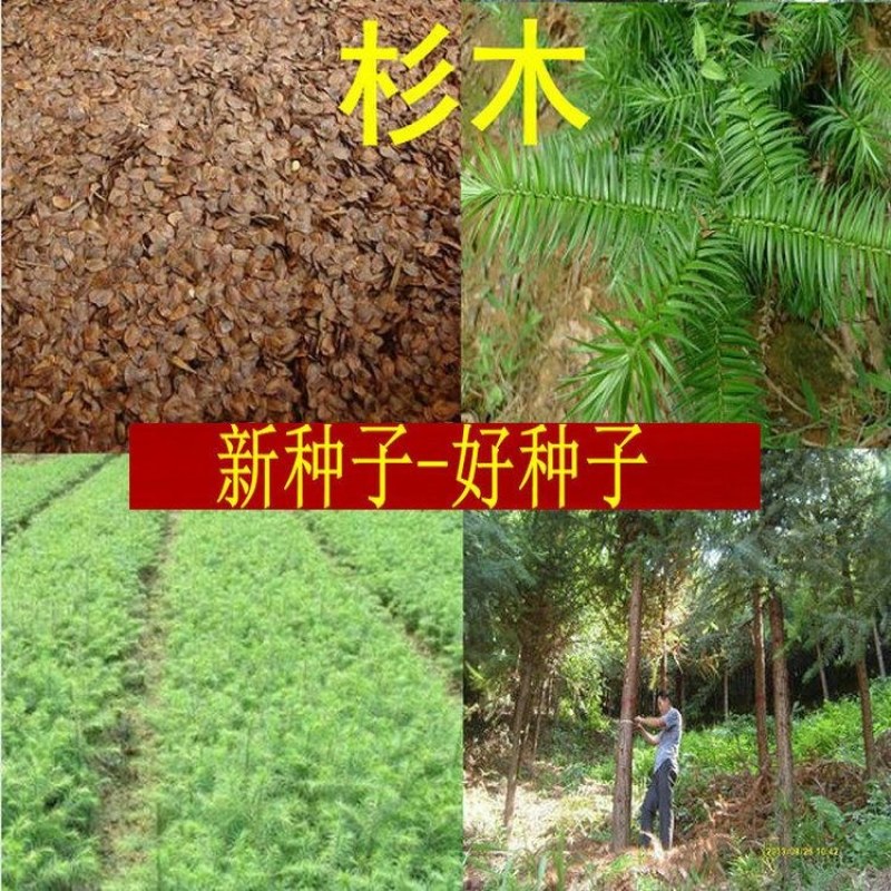 速生杉木种子出售新采林木树种杉木种子杉树刺杉香杉四季可播