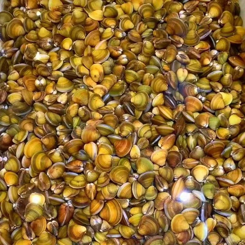 【正宗】湖北黄沙蚬大量供应产地一手货源直发量大价优