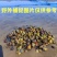 【正宗】湖北黄沙蚬大量供应产地一手货源直发量大价优