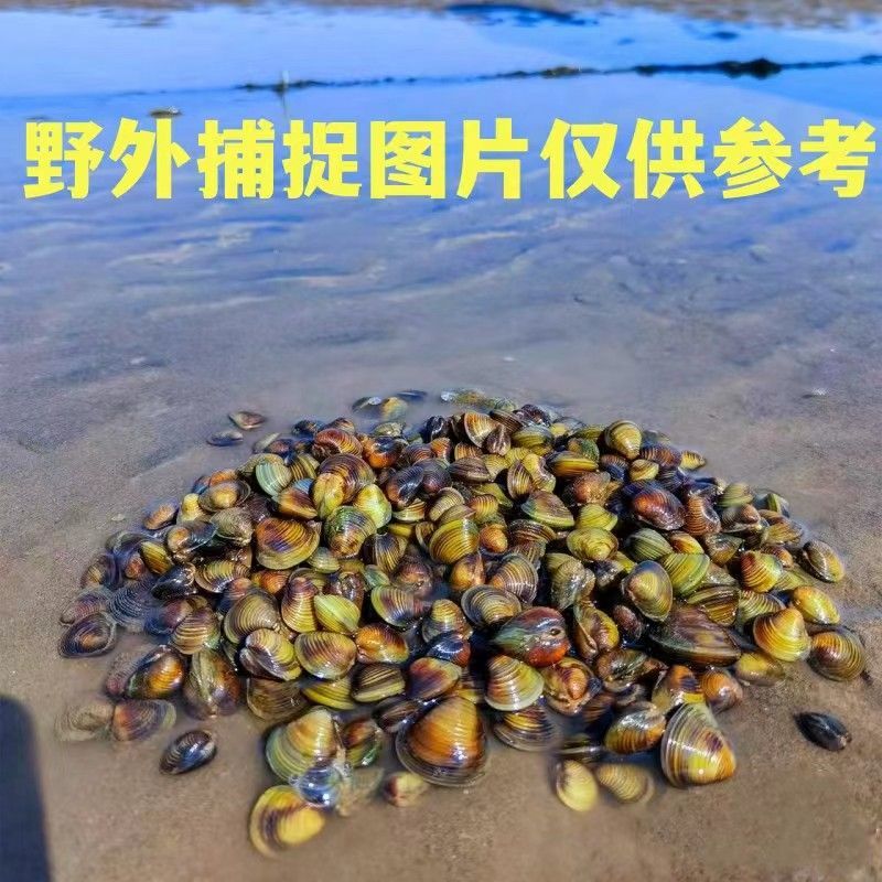【正宗】湖北黄沙蚬大量供应产地一手货源直发量大价优