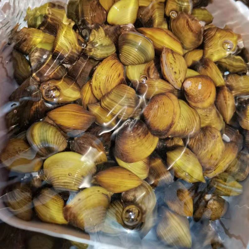 【正宗】湖北黄沙蚬大量供应产地一手货源直发量大价优