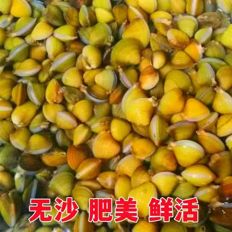 【正宗】湖北黄沙蚬大量供应产地一手货源直发量大价优