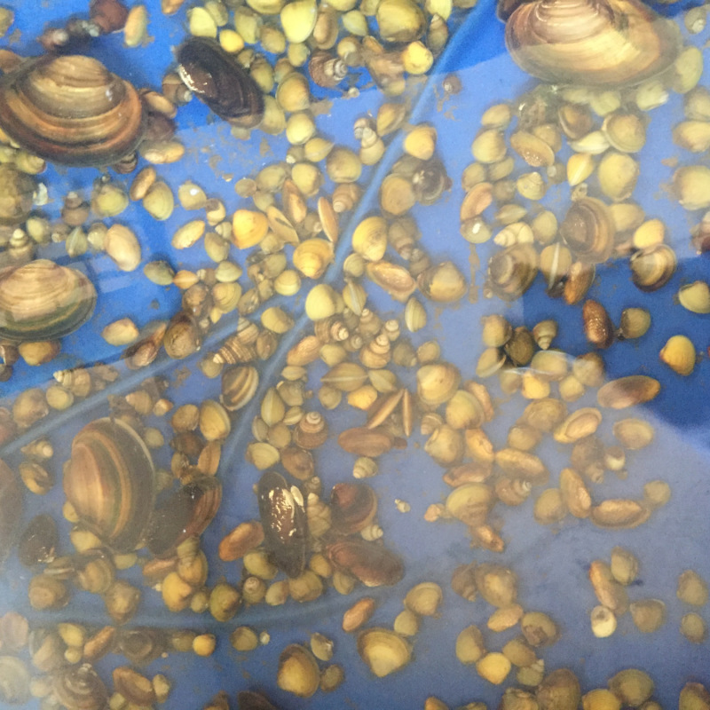 【正宗】湖北黄沙蚬大量供应产地一手货源直发量大价优