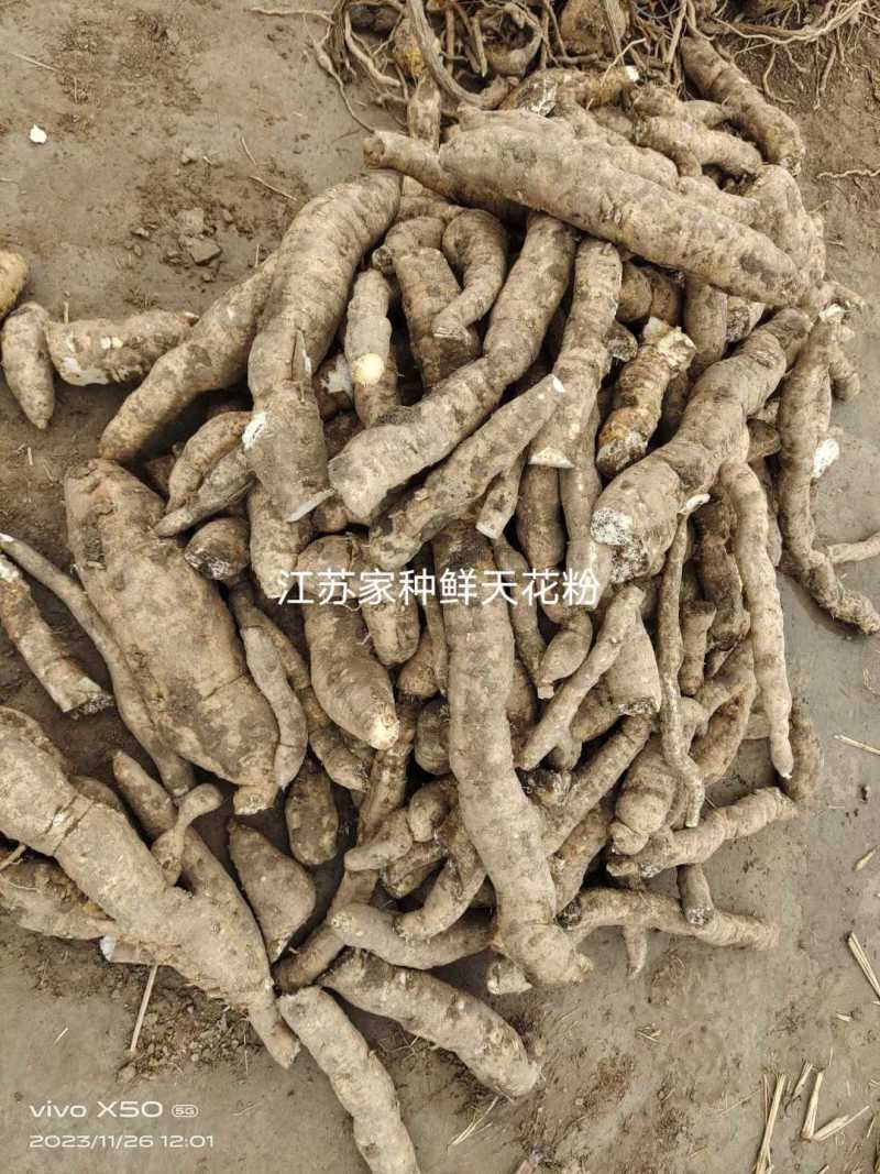 瓜蒌根