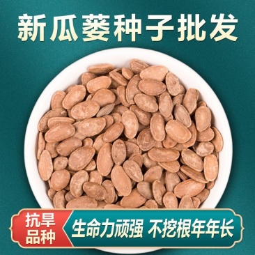 瓜蒌子新货500g新瓜蒌种子春四季种植瓜蒌籽果大中药材天