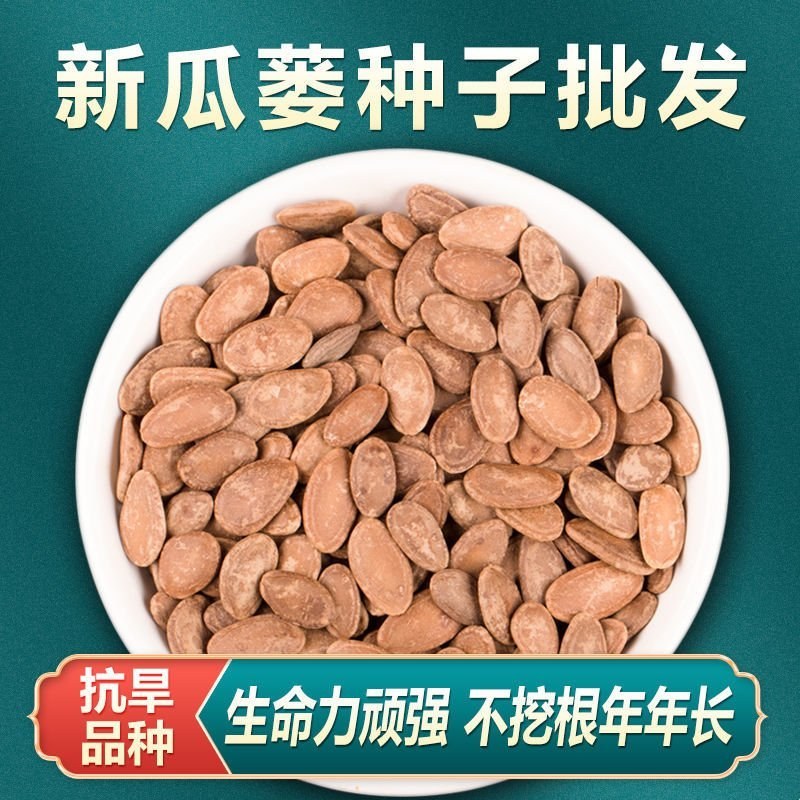 瓜蒌子新货500g新瓜蒌种子春四季种植瓜蒌籽果大中药材天