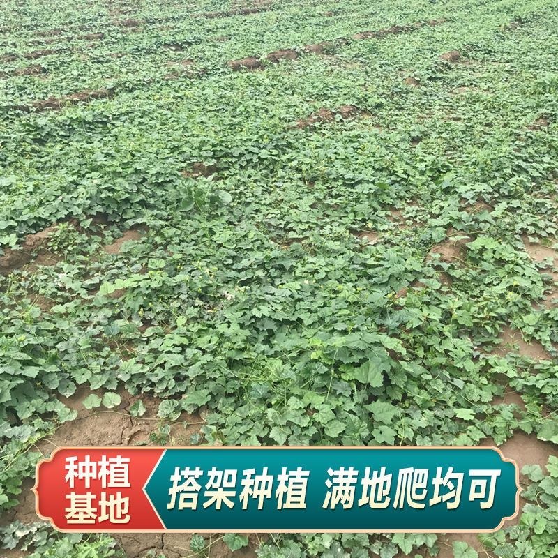 瓜蒌子新货500g新瓜蒌种子春四季种植瓜蒌籽果大中药材天