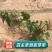 瓜蒌子新货500g新瓜蒌种子春四季种植瓜蒌籽果大中药材天