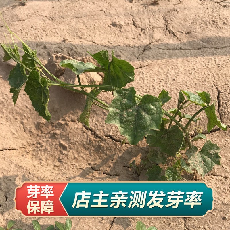 瓜蒌子新货500g新瓜蒌种子春四季种植瓜蒌籽果大中药材天