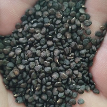 曼陀罗籽